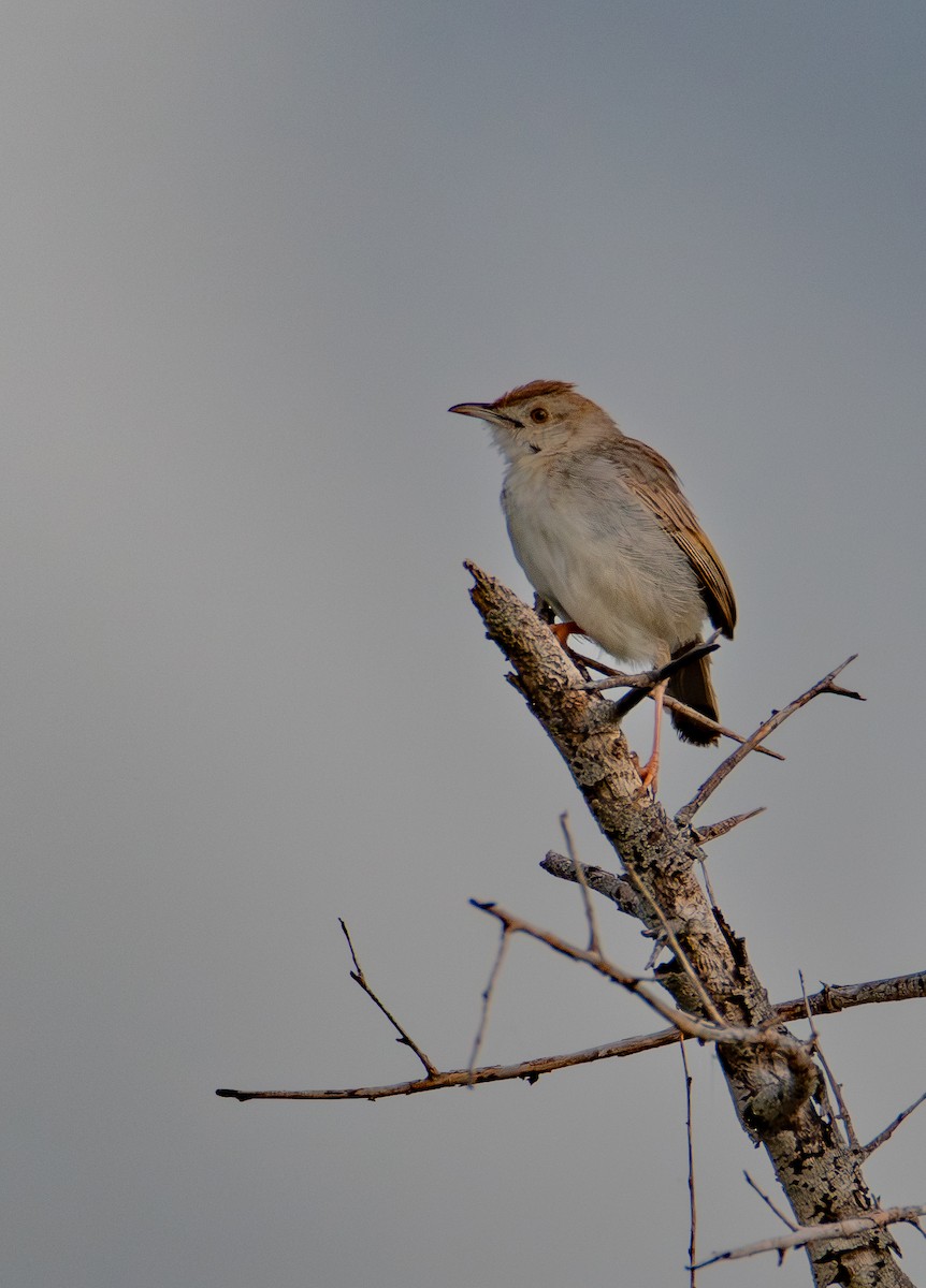 アフリカセッカ - ML646985008