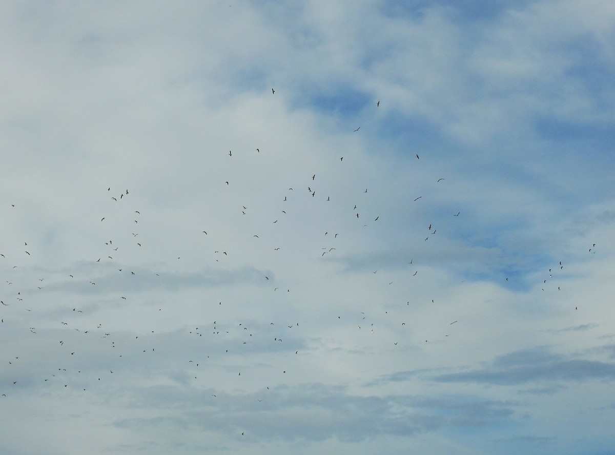 Lesser Black-backed Gull - ML646985010