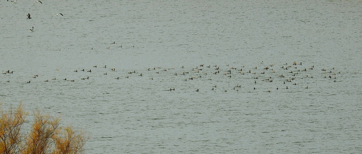 Great Cormorant - ML646985012