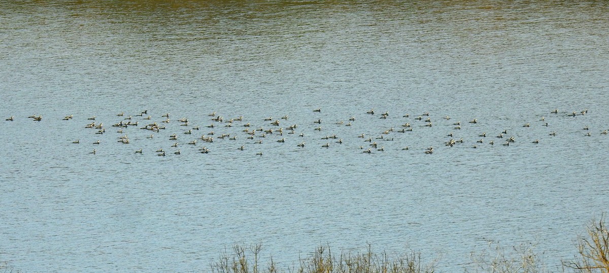 Great Cormorant - ML646985013