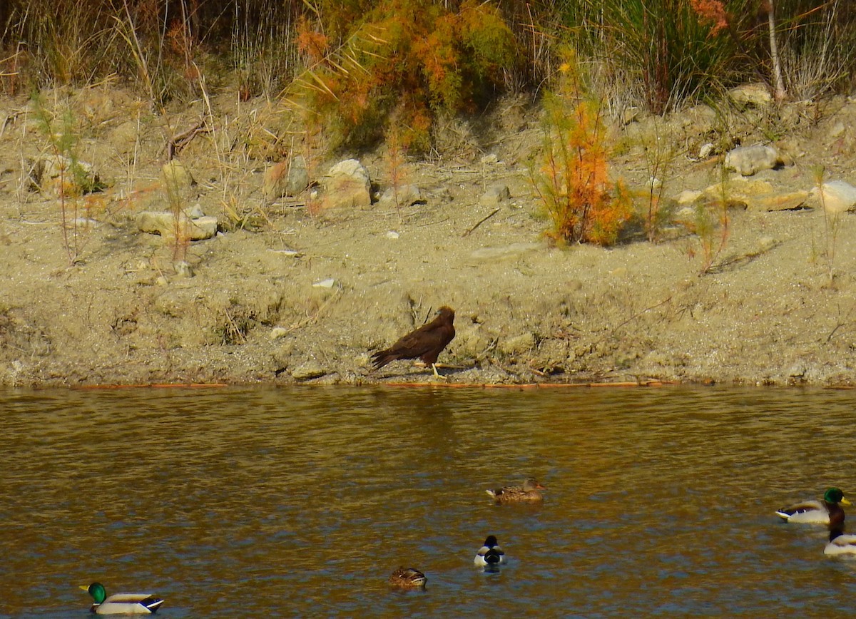 Western Marsh Harrier - ML646985014