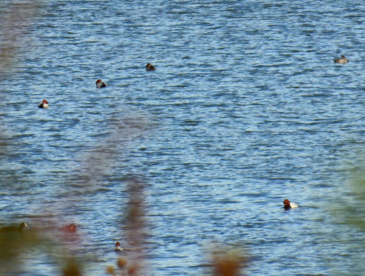Common Pochard - ML646985015