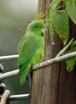 Green-rumped Parrotlet - ML646985016