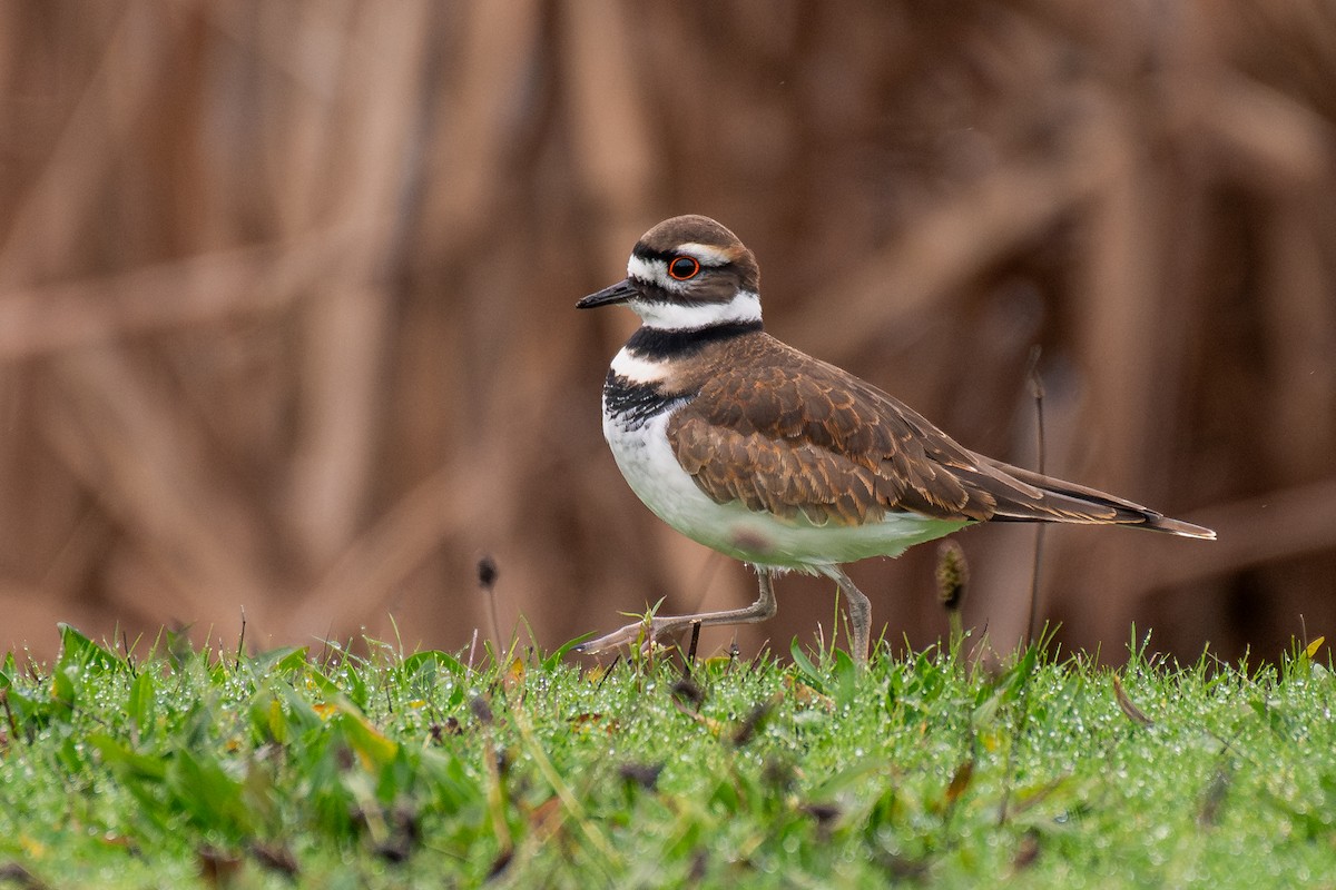 Killdeer - ML646985024