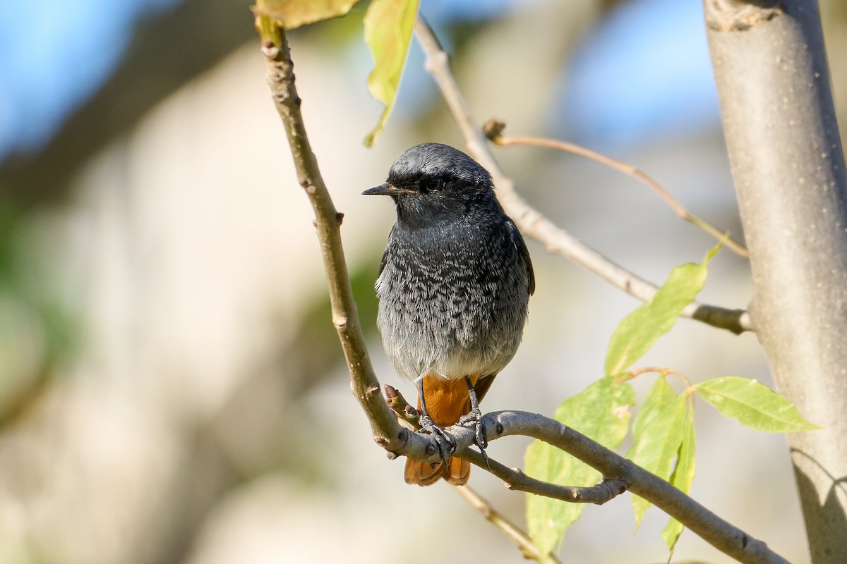 赭紅尾鴝 - ML646985026