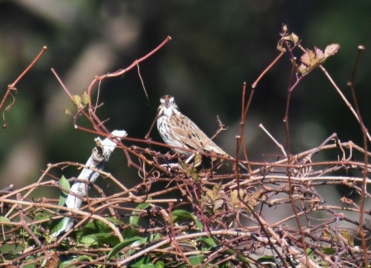 strnadec zpěvný - ML646985027