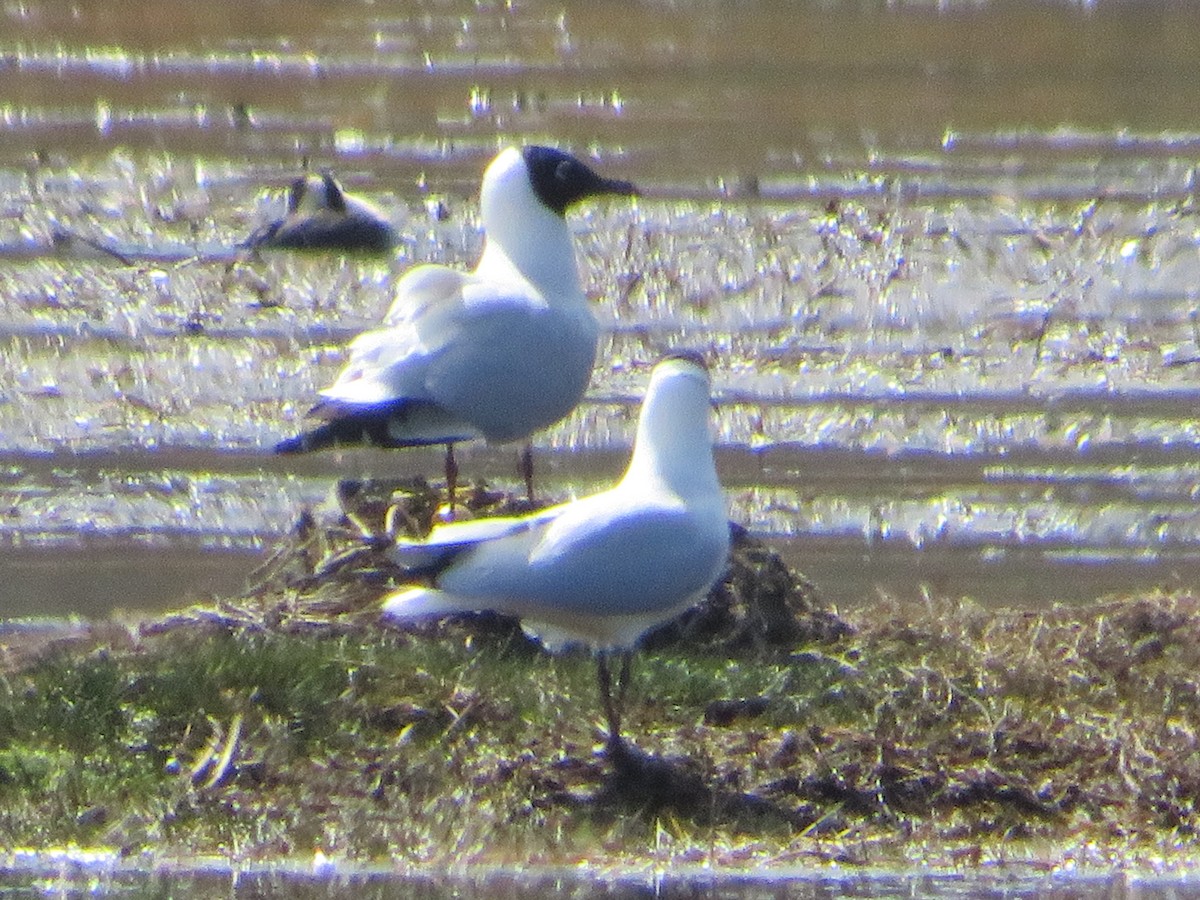 And Martısı - ML646985028