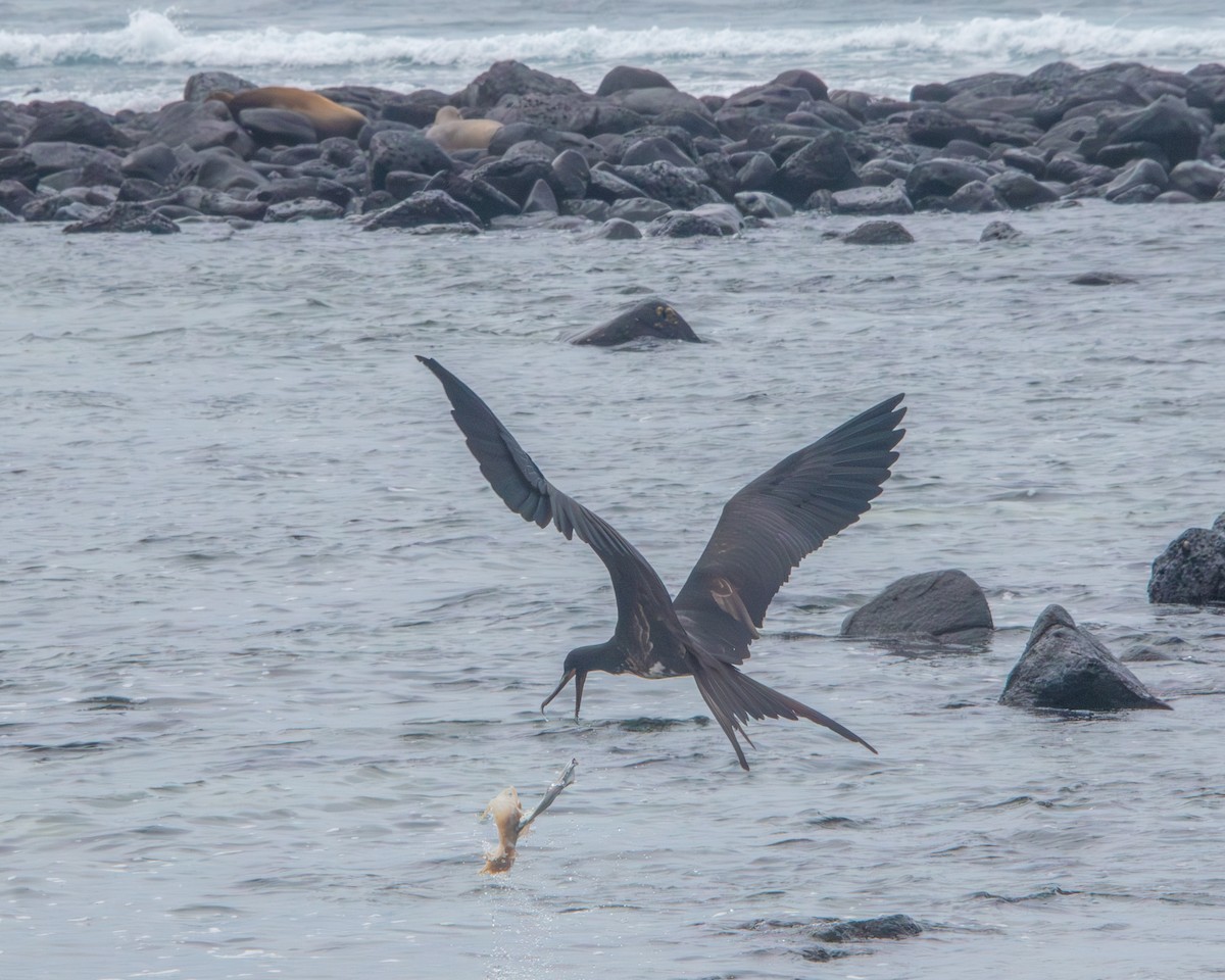 Rabihorcado sp. - ML646985035