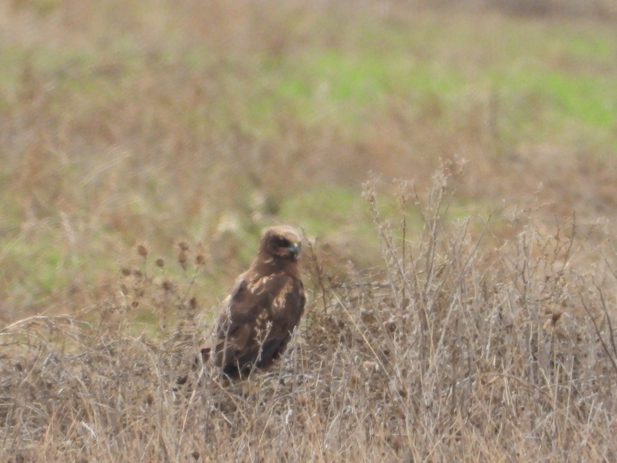 Rohrweihe - ML646985036