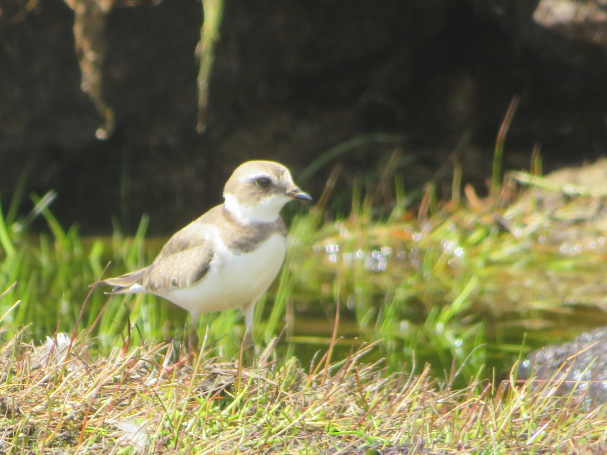 Chorlitejo Semipalmeado - ML646985039