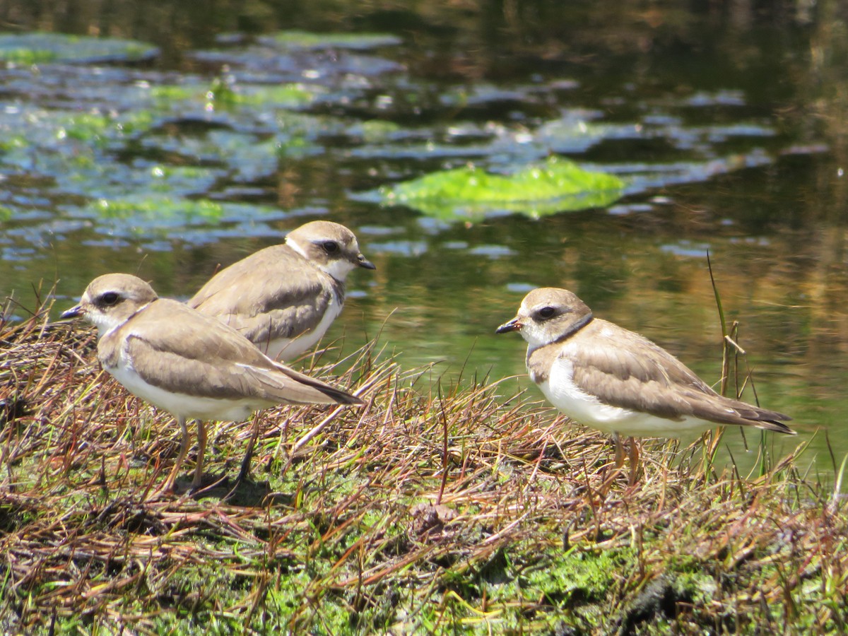 Chorlitejo Semipalmeado - ML646985041