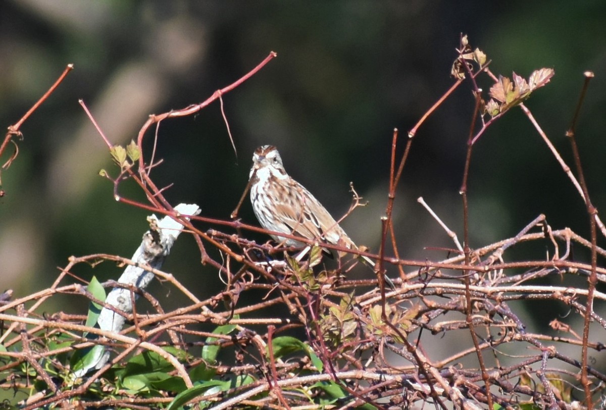 Chingolo Cantor - ML646985043