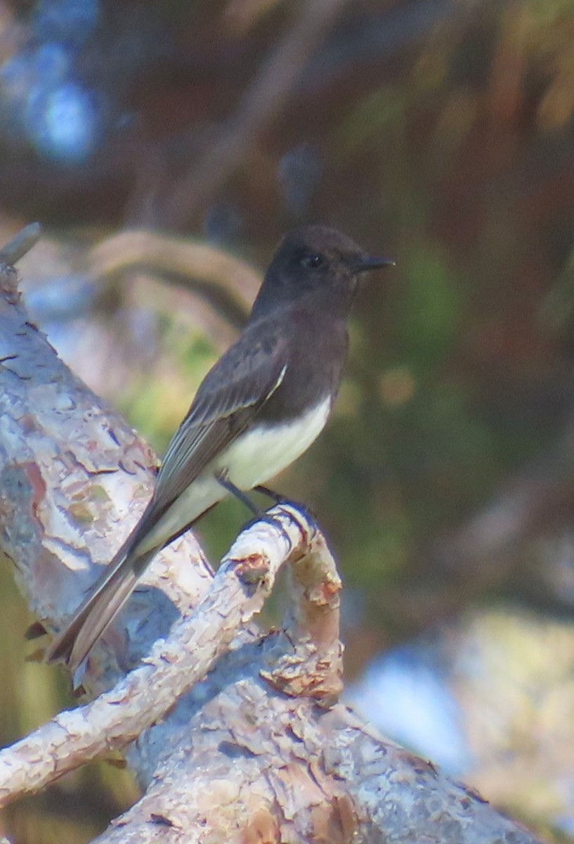 Mosquero Negro - ML646985044