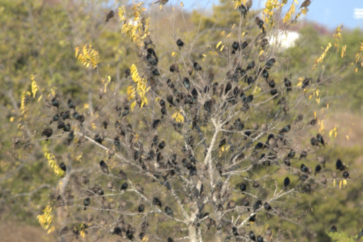 Tordo Cabecipardo - ML646985045