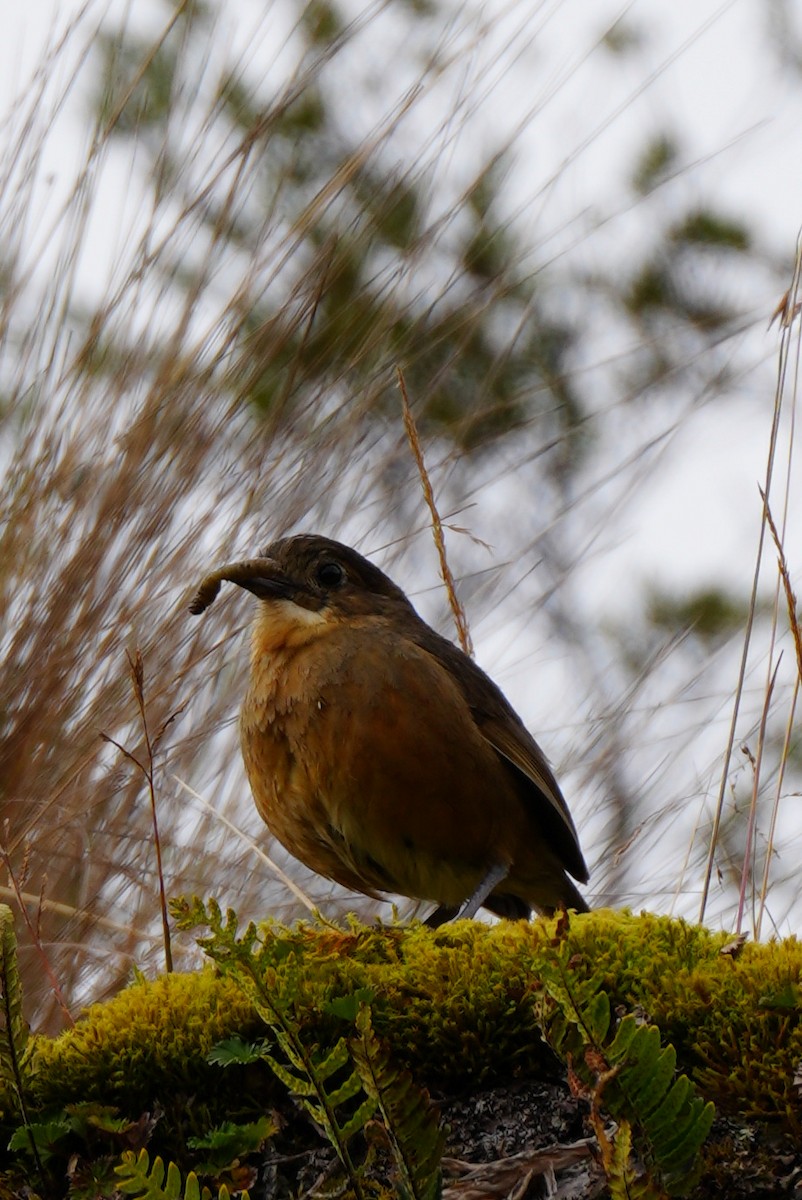 Tororoí Leonado Occidental - ML646985046