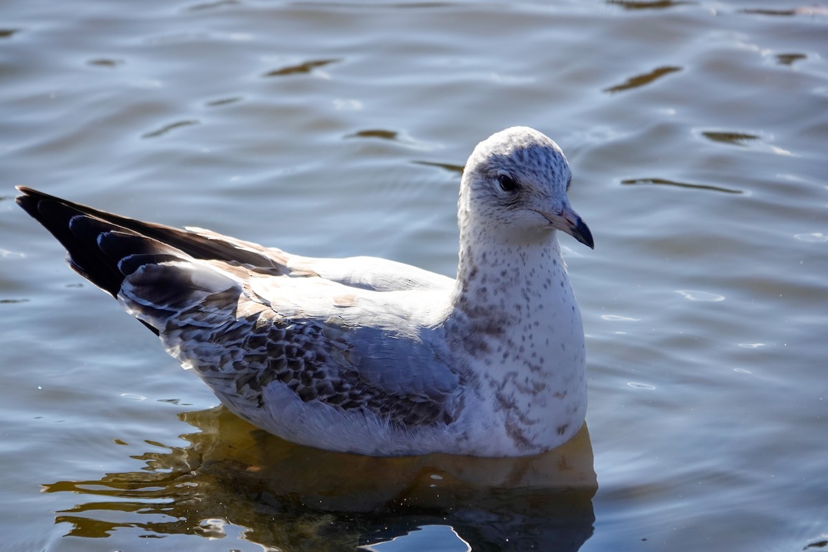 Gaviota de Delaware - ML646985048
