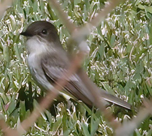 Mosquero Fibí - ML646985049