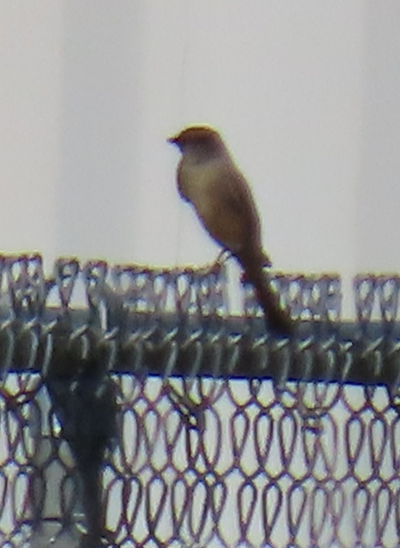 Mosquero Llanero - ML646985050