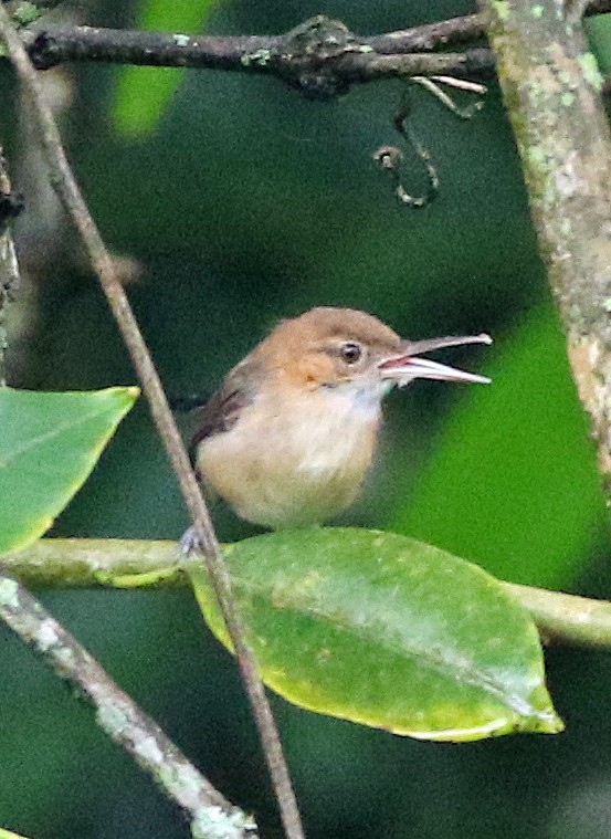 Soterillo Picudo - ML646985055