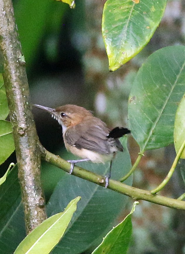 Soterillo Picudo - ML646985056