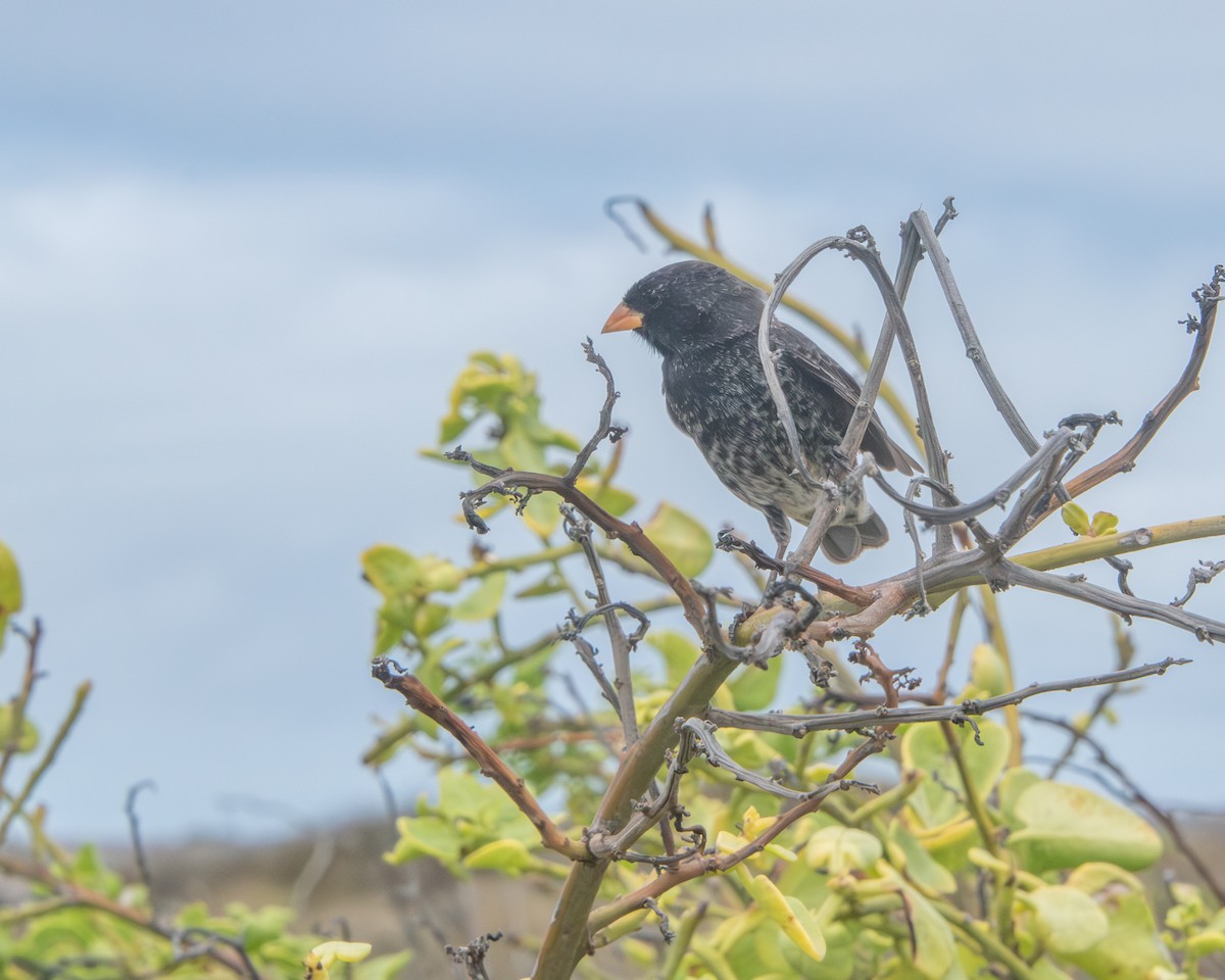 Pinzón de Darwin Fuliginoso - ML646985057
