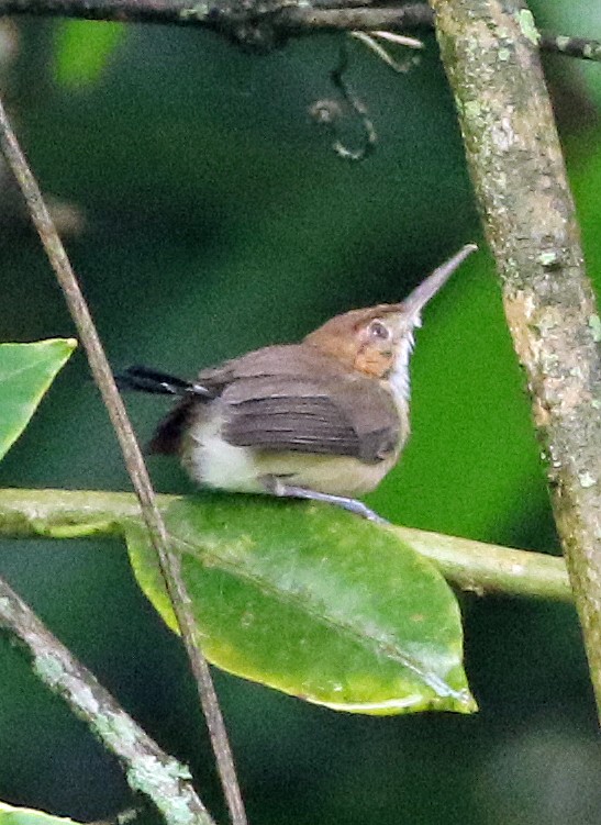 Soterillo Picudo - ML646985058