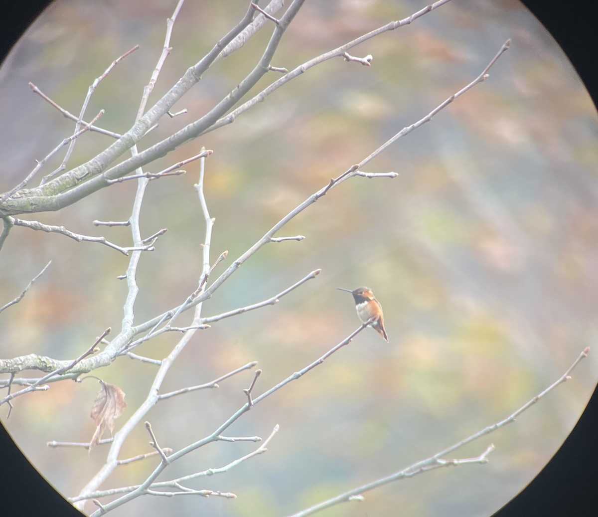 Colibrí de Allen - ML646985065