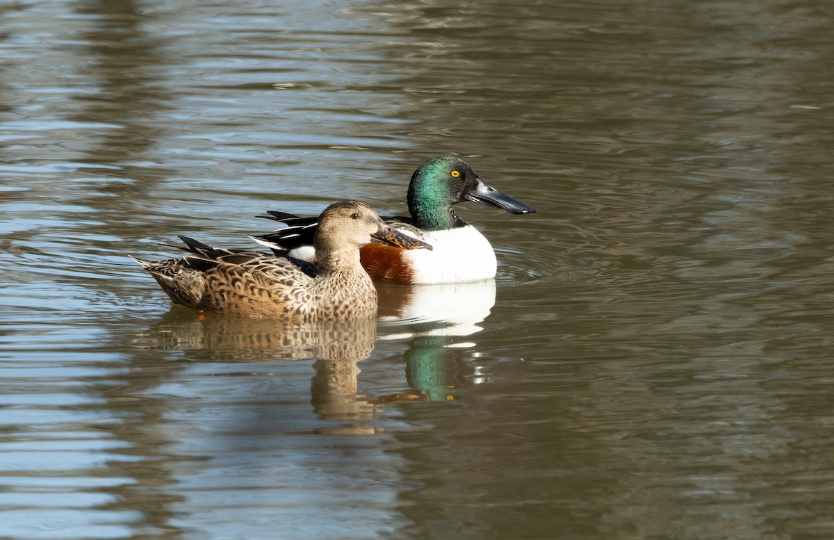 Cuchara Común - ML646985066