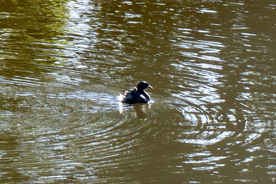 Zampullín Común - ML646985067