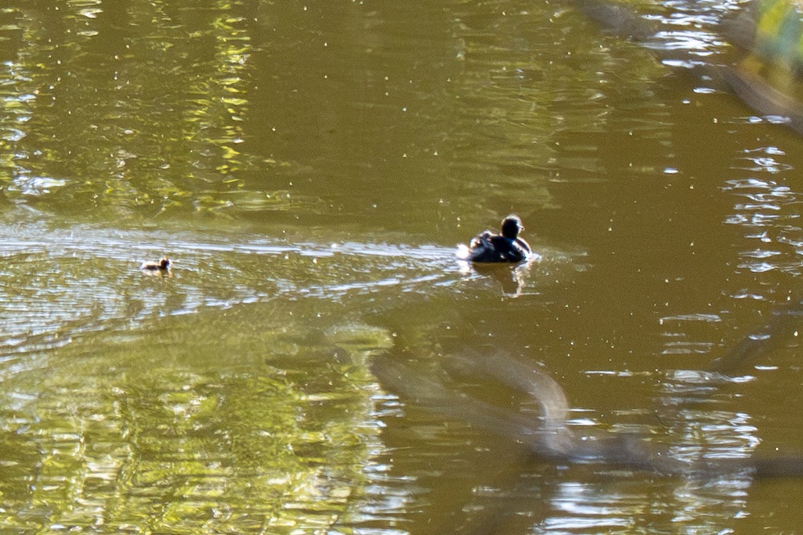 Zampullín Común - ML646985068