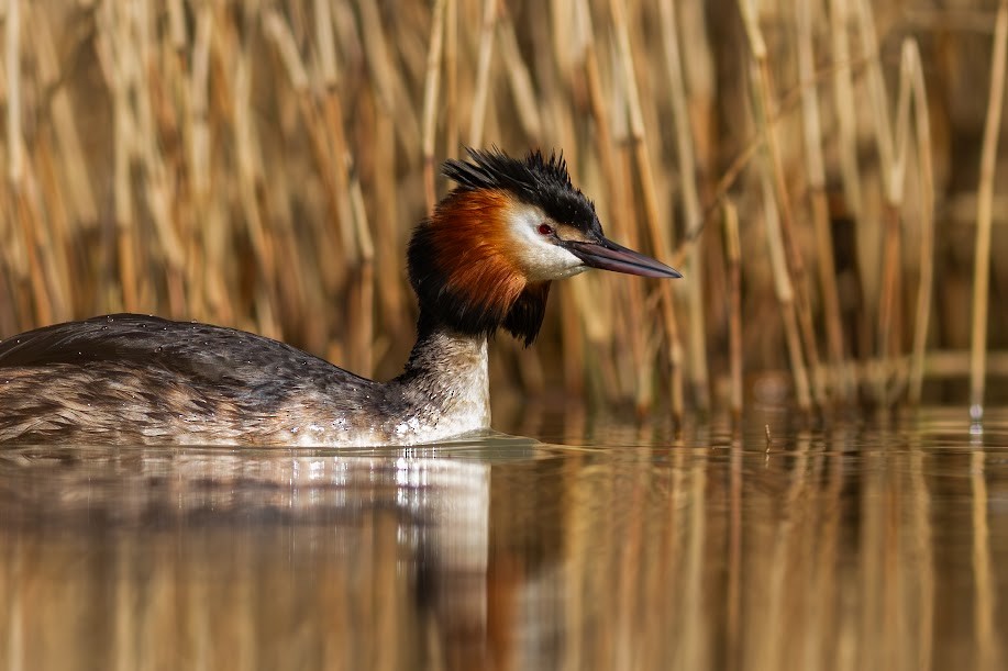 Somormujo Lavanco - ML646985069