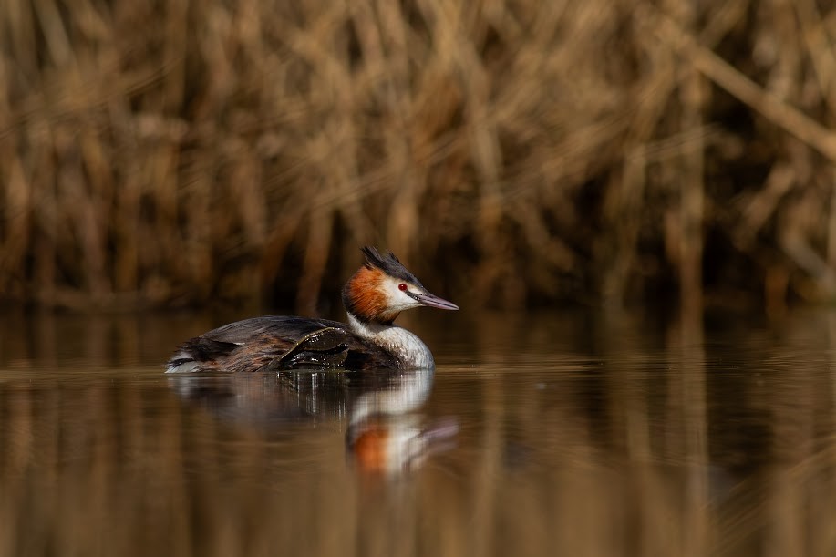 Somormujo Lavanco - ML646985070