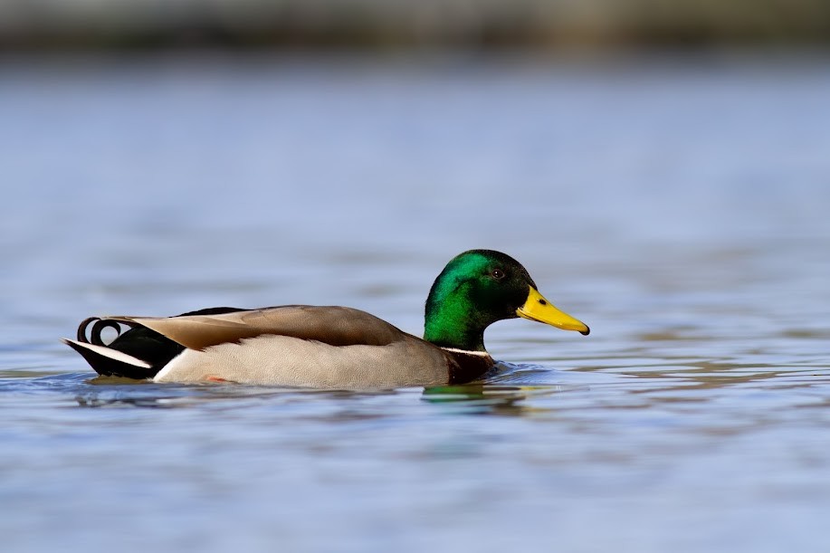 Ánade Azulón - ML646985071