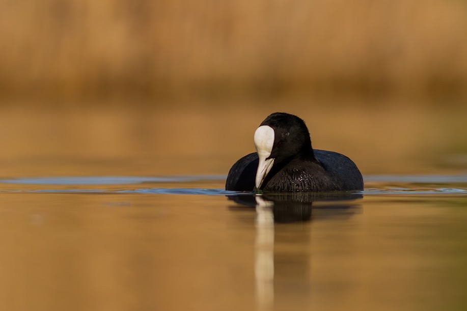 Focha Común - ML646985072