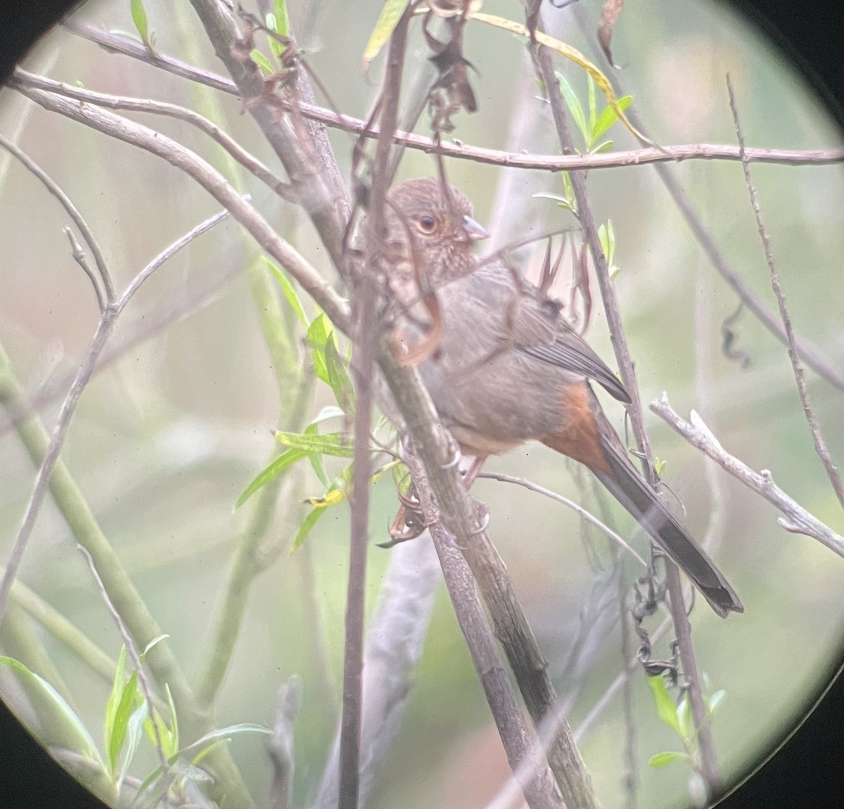 Toquí Californiano - ML646985073