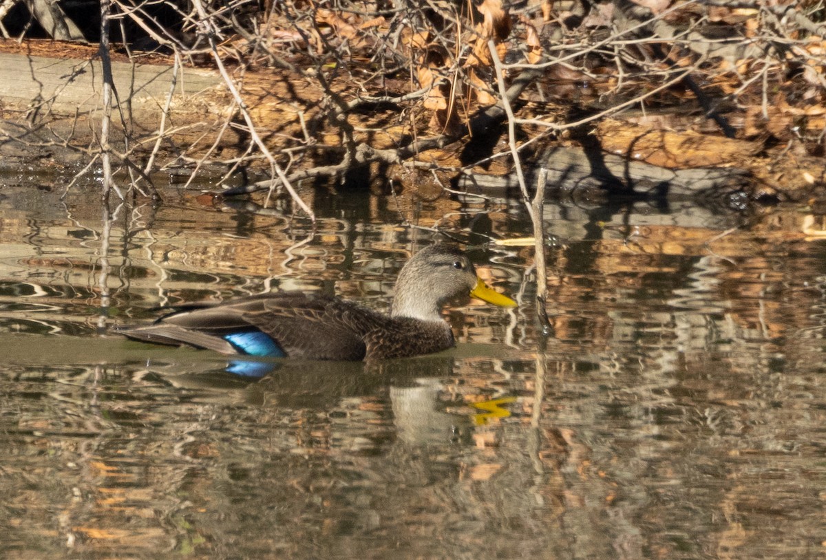 American Black Duck - ML646985074