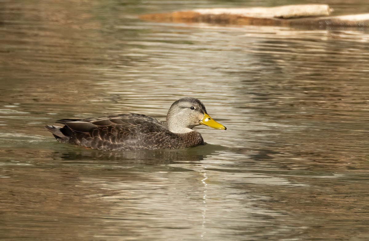 American Black Duck - ML646985075
