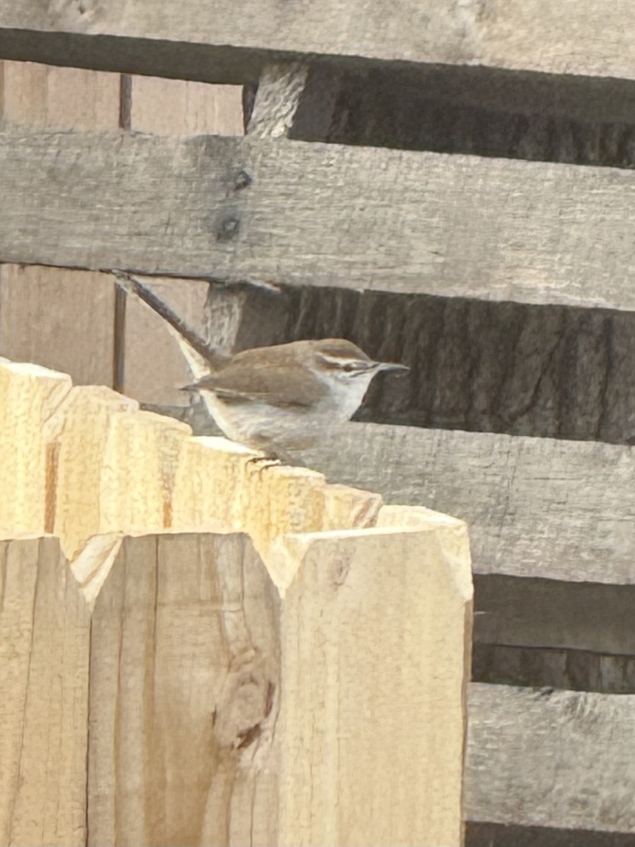 Cucarachero Colinegro - ML646985076