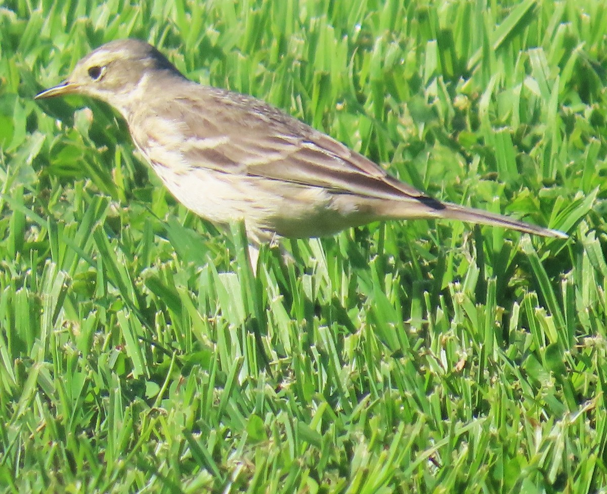 Bisbita Norteamericano - ML646985077