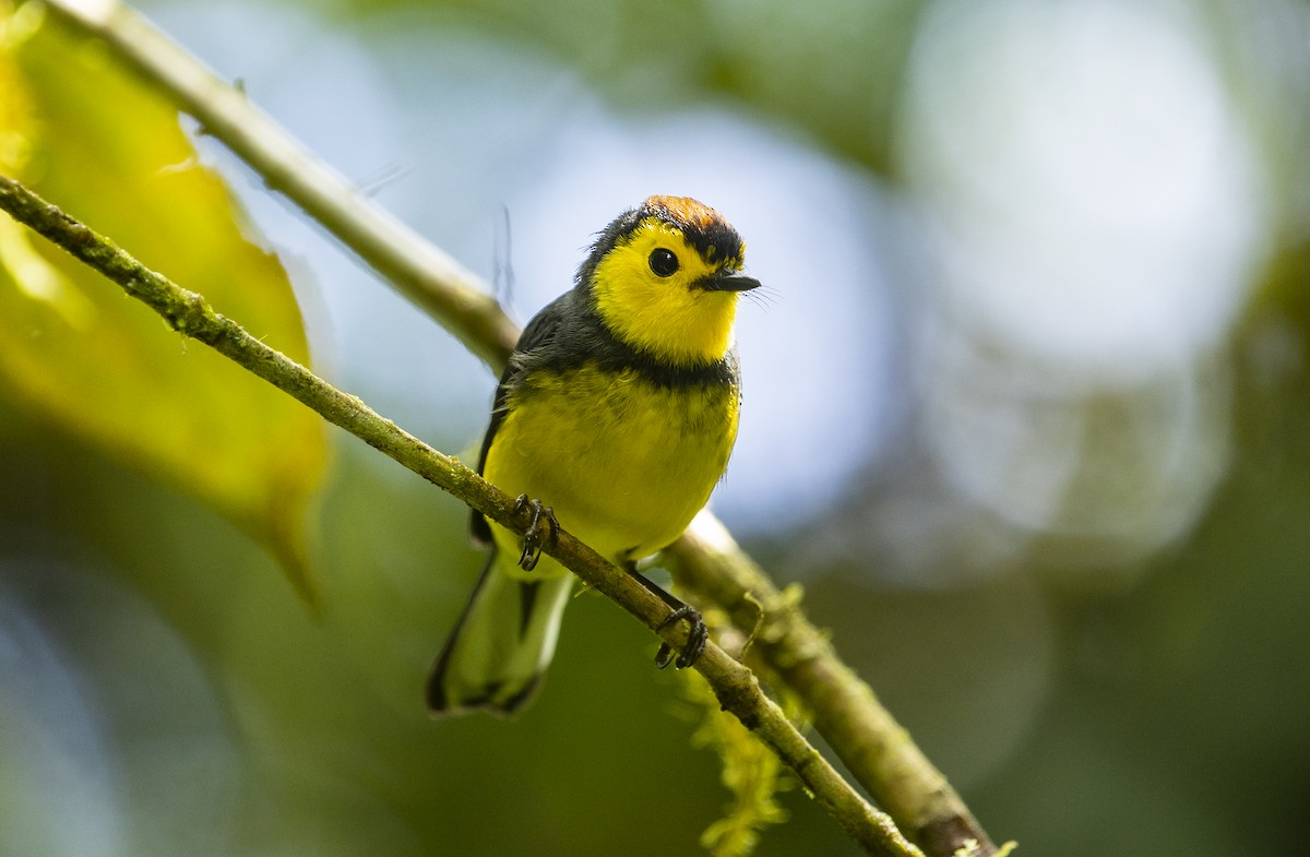 Collared Redstart - ML646985078