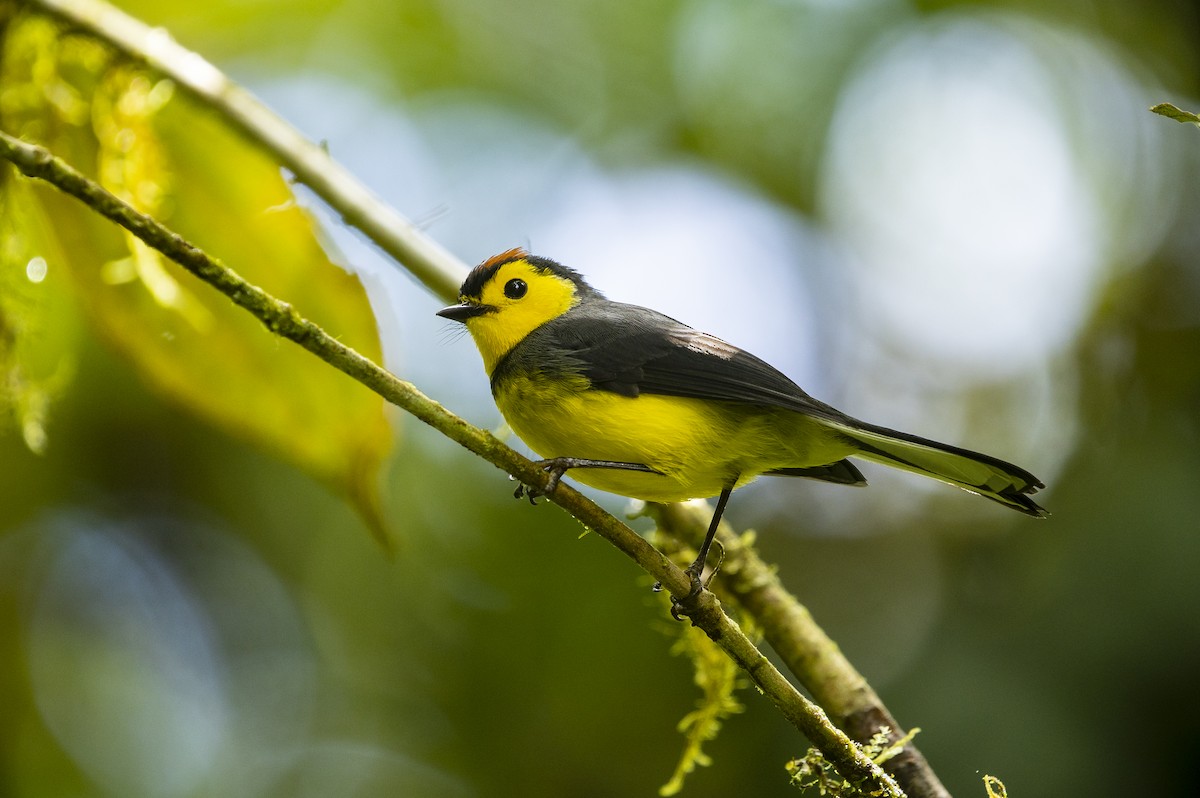 Collared Redstart - ML646985079