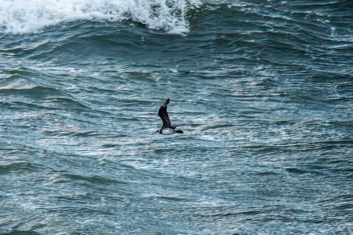 Pomarine Jaeger - ML646985082