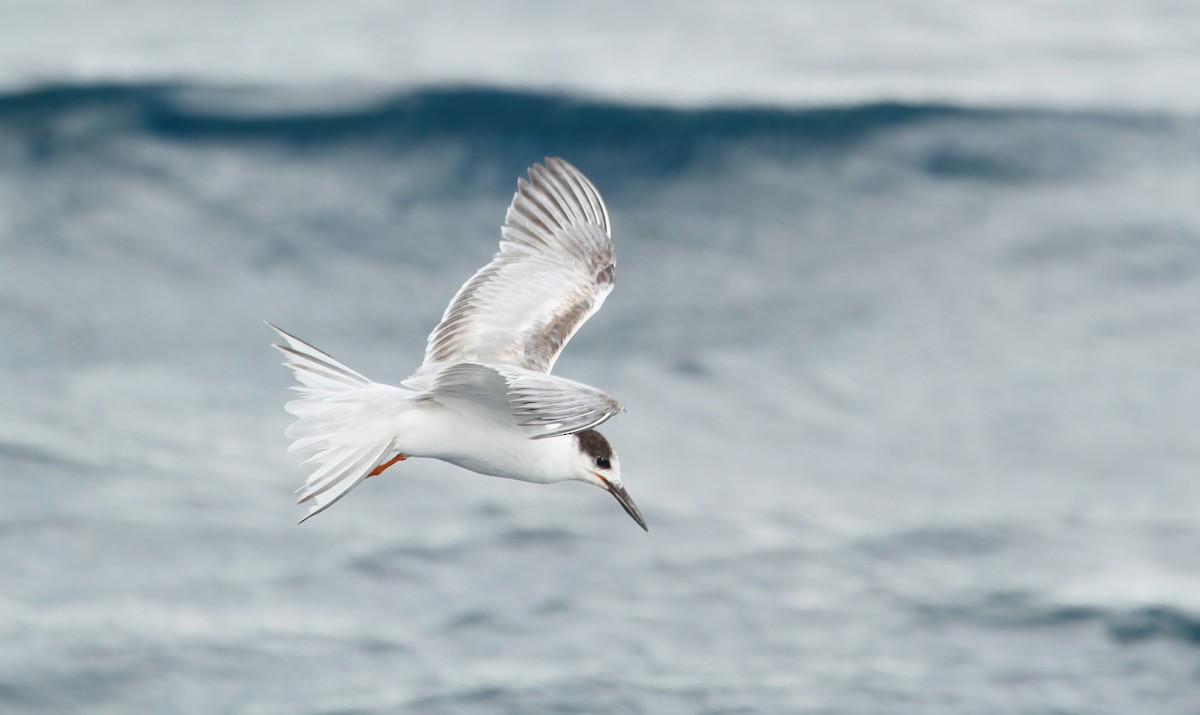 Крячок річковий - ML646985083