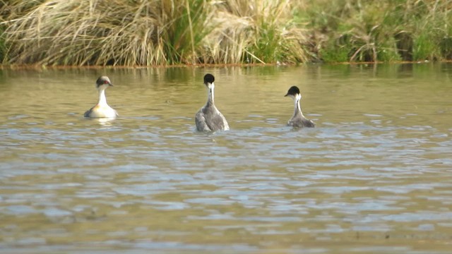 Txilinporta hauskara - ML646985088