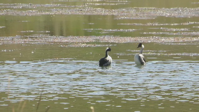 İnka Batağanı - ML646985089