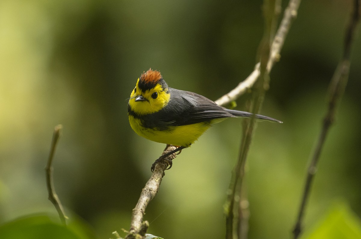 Collared Redstart - ML646985092