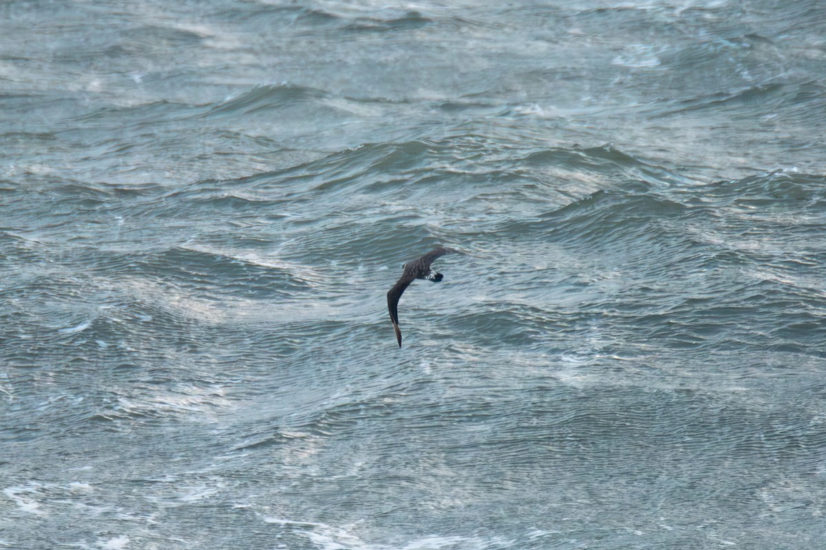 Pomarine Jaeger - ML646985093