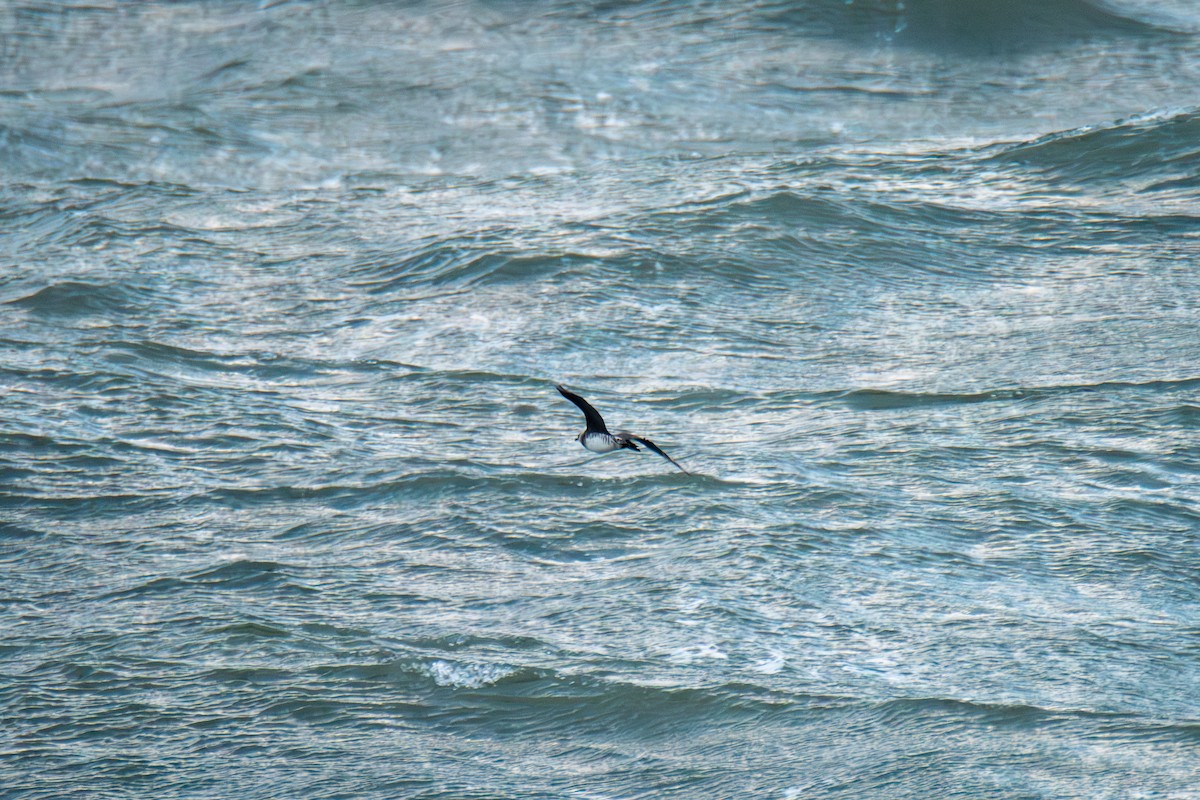 Pomarine Jaeger - ML646985094