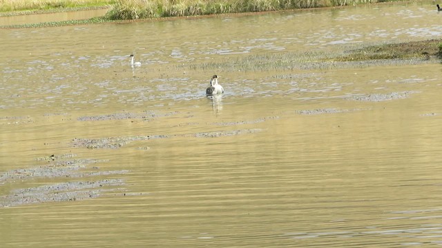 Txilinporta hauskara - ML646985095