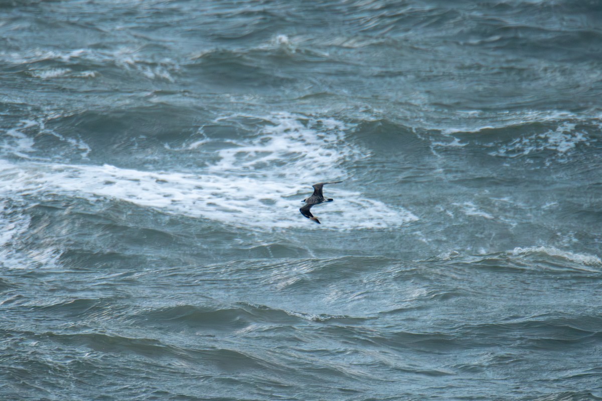 Pomarine Jaeger - ML646985096